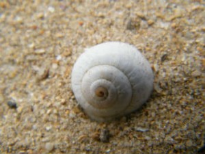 coquille vide